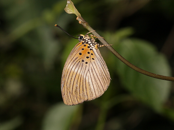 Acraea Blue