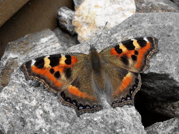 Indian Tortoiseshell