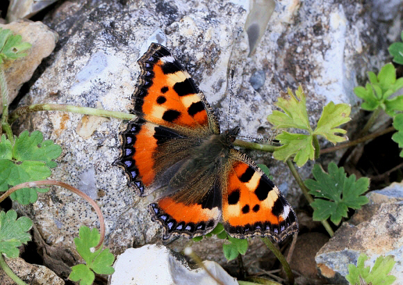 Aglais%20urticae%201180 002b - Learn Butterflies