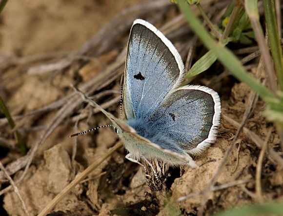 Tien Shan Blue