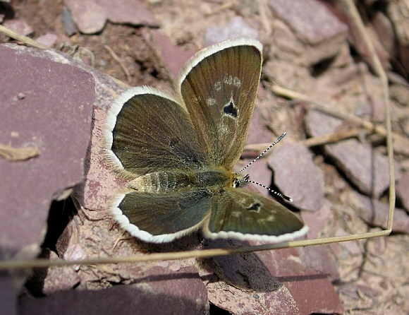 Agriades pheretiades pheres, female, Muksu valley, Tajikistan by F. Michel