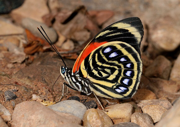 White-spotted Agrias