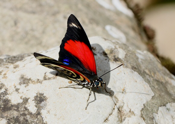 Agrias%20amydon%200962 001a - Learn Butterflies