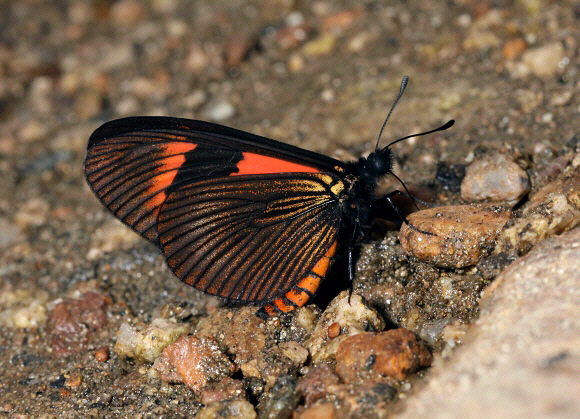 Altinote alcione sodalis, Satipo, Peru - Adrian Hoskins