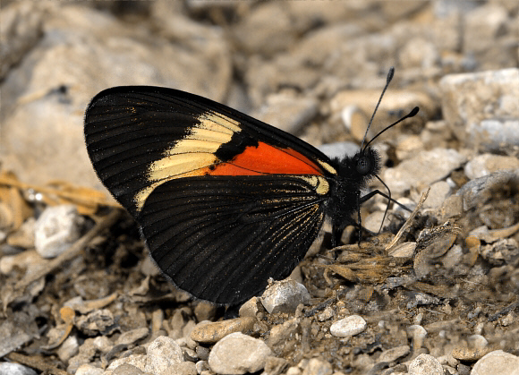 Altinote dicaeus callianira, Huanuco, Peru - Adrian Hoskins