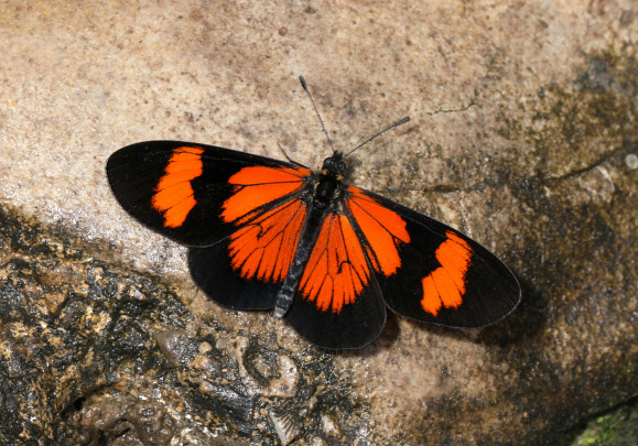 Altinote negra demonica, Satipo, Peru - Adrian Hoskins