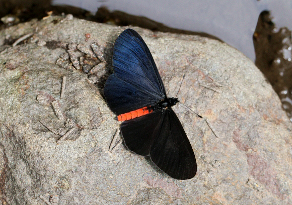 Altinote neleus, Otun-Quimbaya, Colombia - Adrian Hoskins