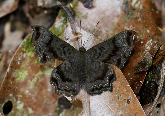 Angular Metalmark