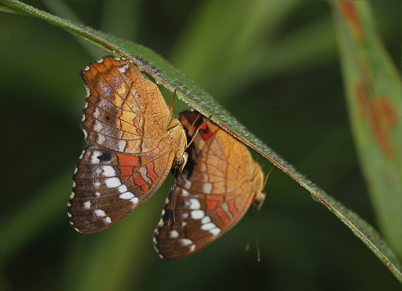 Anartia amathea at roost, Tingo Maria, Peru – Adrian Hoskins