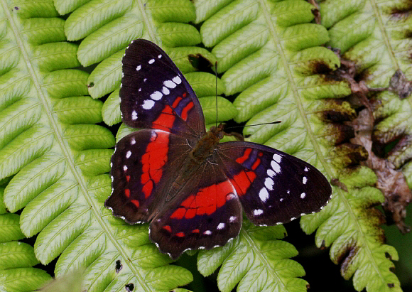 Anartia amathea, Tatama NP, Colombia – Adrian Hoskins