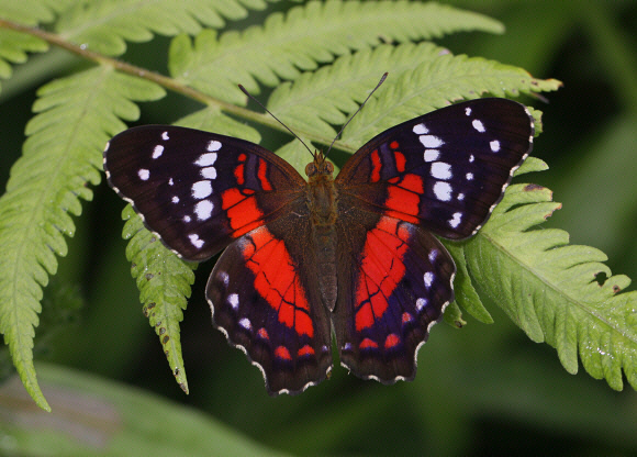 Anartia amathea, Tingo Maria, Peru – Adrian Hoskins