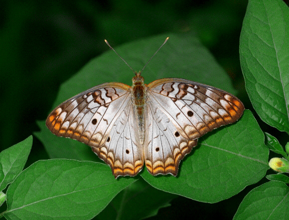 Anartia jatrophae, Yarinacocha, Ucayali, Peru – Adrian Hoskins