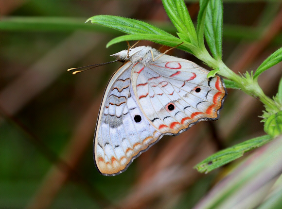 Anartia jatrophae, Tatama NP, Colombia – Adrian Hoskins