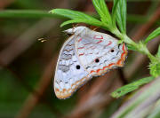 Anartia%20jatrophae%203344 001a small - Learn Butterflies
