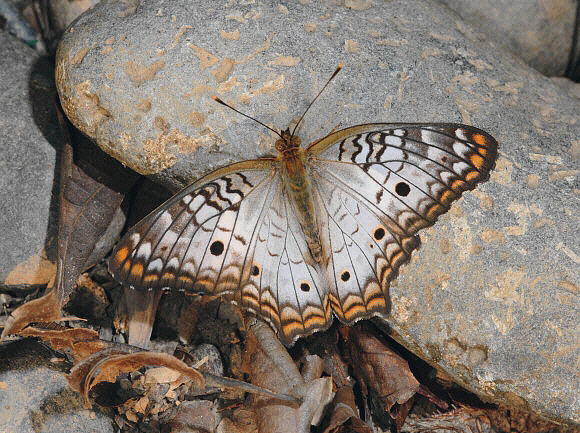 White Peacock