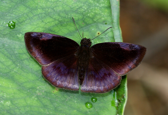 Scarce Duskywing