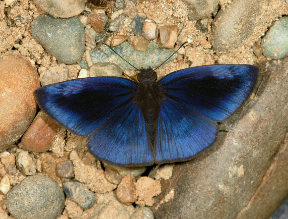 Blue Duskywing