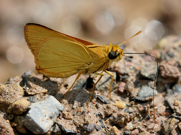 Perfida Skipper