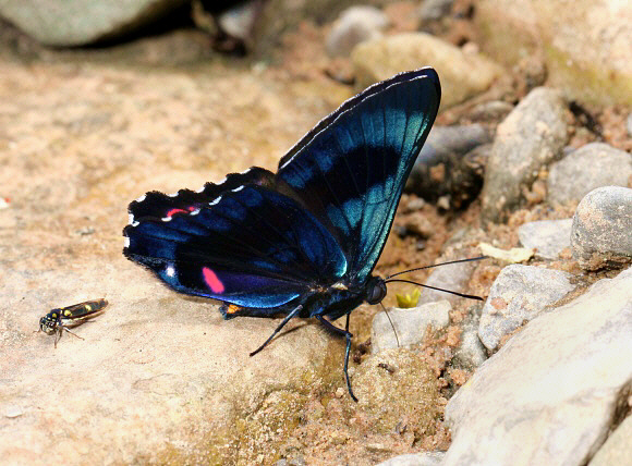 Ancyluris%20etias%201357 001a - Learn Butterflies