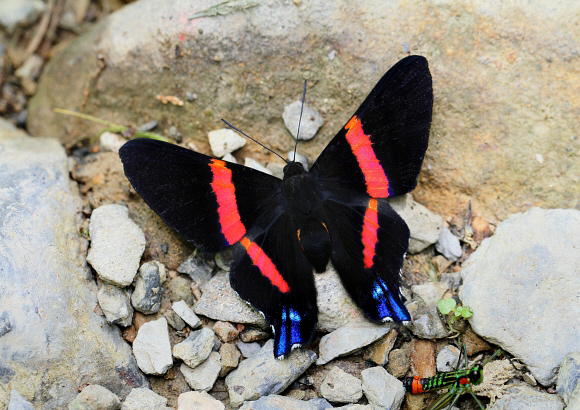 Ancyluris%20inca%20huascar%202260 001a - Learn Butterflies