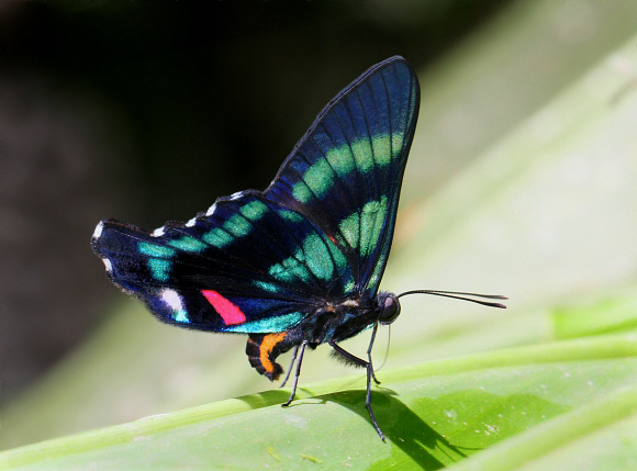 Ancyluris%20jurgensenii%20atahualpa%203513 003c - Learn Butterflies