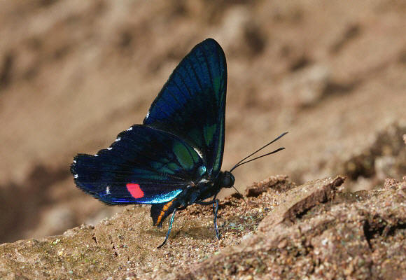 Ancyluris%20meliboeus%20eudaemon%201931 001a - Learn Butterflies