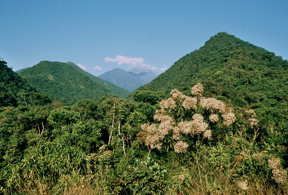 Andes%20Manu%20023 - Learn Butterflies