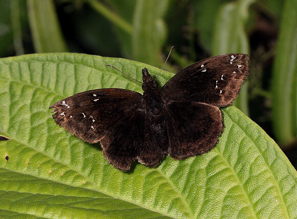 Anisochoria pedaliodina pedaliodina, Mariposas, Satipo, Peru - Adrian Hoskins