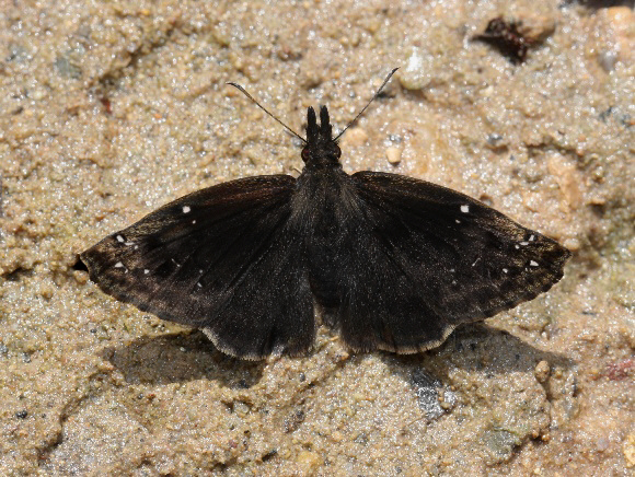 Snouted Skipper