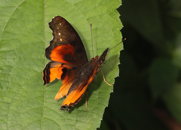 Antanartia delius, Bobiri forest, Ghana – Adrian Hoskins