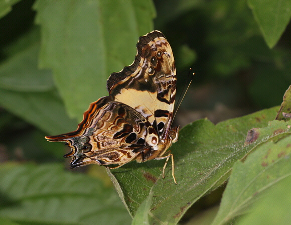 Orange Admiral