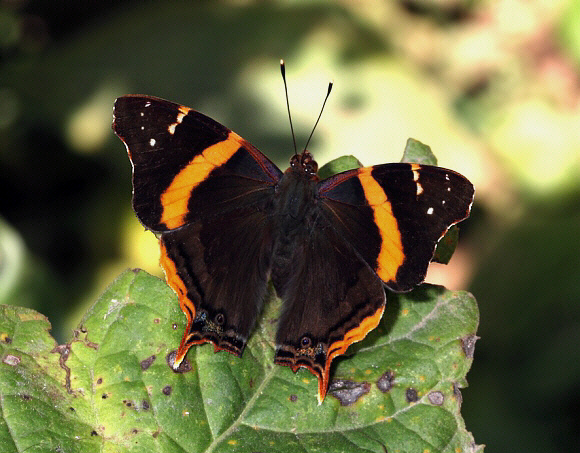 Long-tailed Admiral