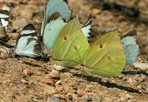 Anteos menippe, males with Itaballia demophile and Ganyra phaloe - Adrian Hoskins