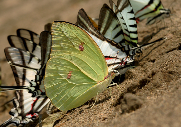 Anteos menippe, male with Protesilaus and Protographium Swordtails - Adrian Hoskins