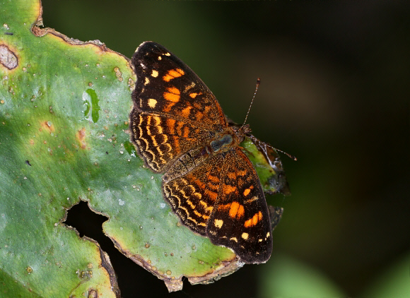 Cloudforest Crescent