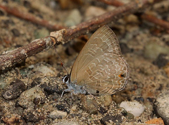 Anthene emolus, Buxa, West Bengal, India - Adrian Hoskins