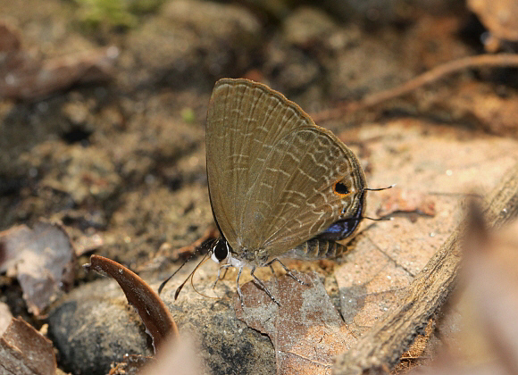 Anthene emolus, Chilapata, West Bengal, India - Adrian Hoskins