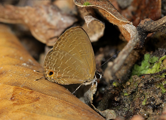 Oriental Ciliate Blue