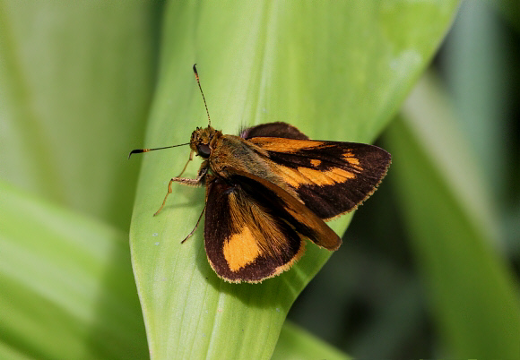 Dimorphic Grass Skipper