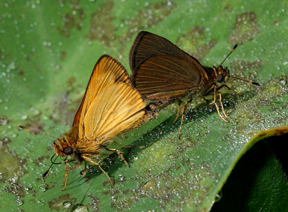 Anthoptus epictetus, male on right, Tingo Maria, Peru - Peter Bruce-Jones