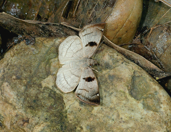 Manu Spreadwing