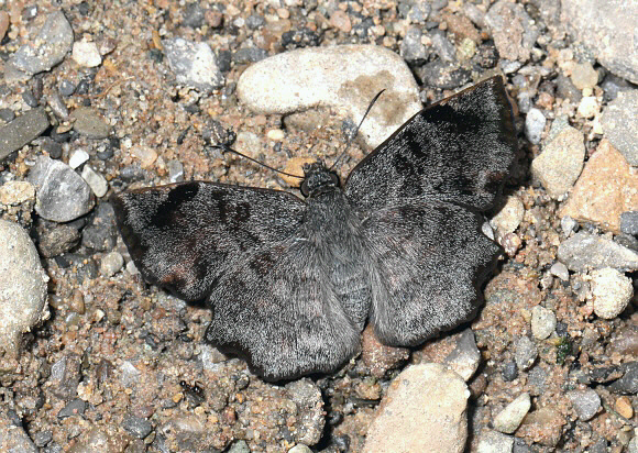 Antigonus erosus, Rio Shima, Satipo, Peru - Adrian Hoskins