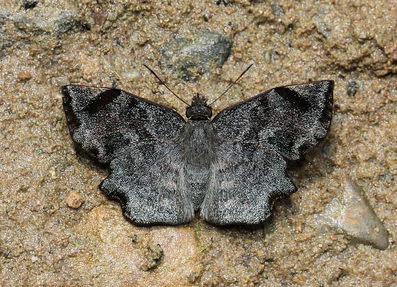 Antigonus erosus, Rio Shima, Satipo, Peru - Adrian Hoskins