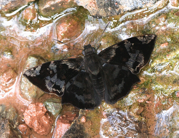 Antigonus nearchus, male, Catarata Bayoz, La Merced, Peru - Adrian Hoskins