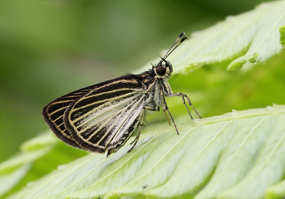 Delicate Skipper