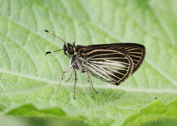 Apaustus gracilis, Tatama NP, Colombia - Adrian Hoskins