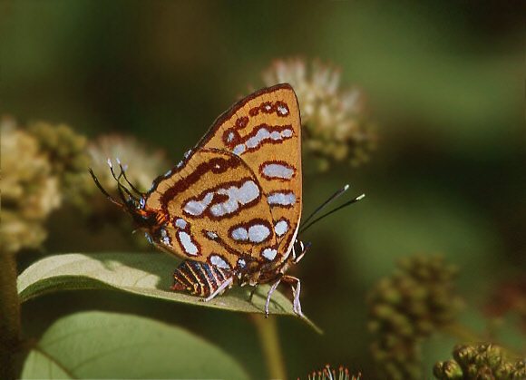 Common Silverspot