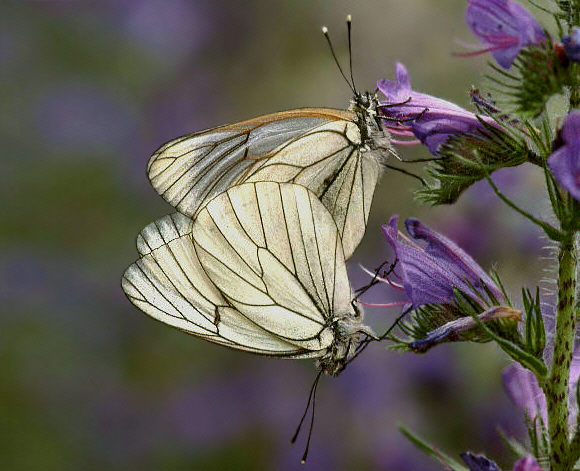 Aporia%20crataegi%204086 001a - Learn Butterflies