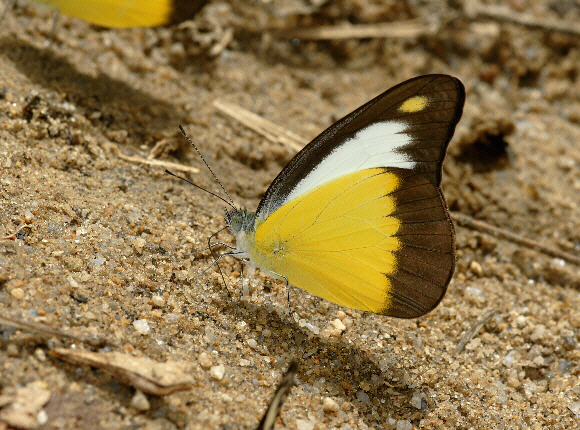 Chocolate Albatross