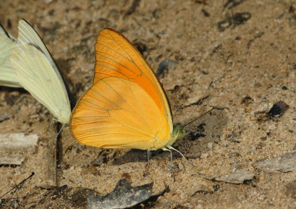 Orange Albatross